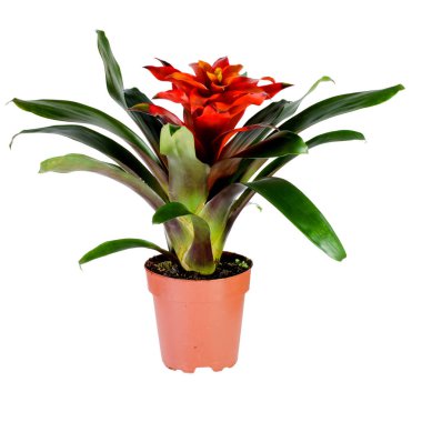 Beyaz arka planda bir tencerede kapalı çiçekler Guzman lingulata