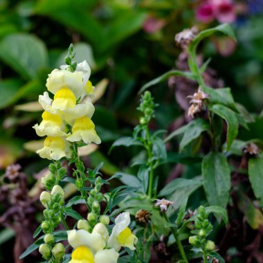 Almanya 'nın güzel kır çiçekleri.