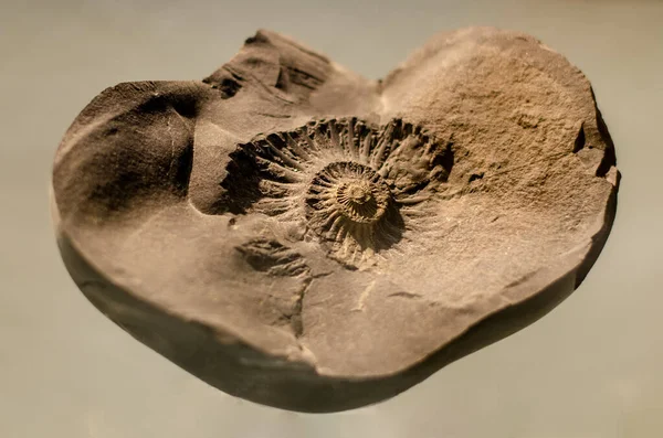 Hafif arka planda antik yumuşakça fosilleri