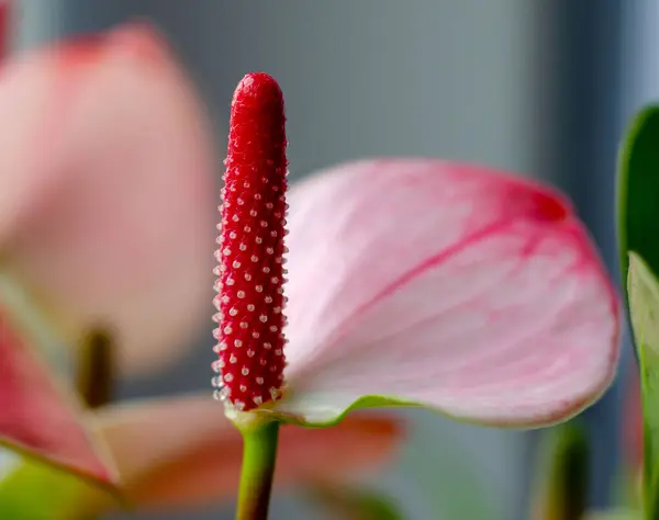 Red indoor love flower close-up