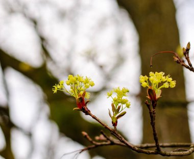 Batı Almanya 'nın çiçekleri İlkbaharda yakın planda