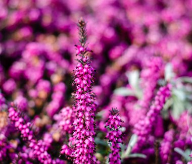 Batı Almanya 'nın çiçekleri İlkbaharda yakın planda