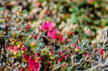Batı Almanya 'nın çiçekleri İlkbaharda yakın planda