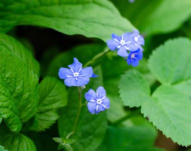 Almanya 'da ilkbaharda farklı arka planda çok renkli çiçekler