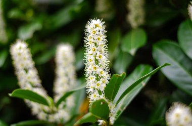 Bulanık geçmişiyle Almanya 'da güzel çiçekler