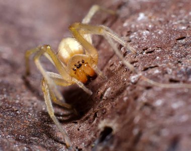 Örümcek makro fotoğrafçılığı kapat