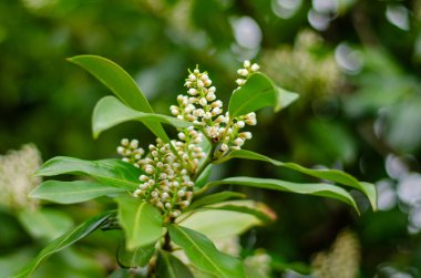 Bulanık geçmişiyle Almanya 'da güzel çiçekler