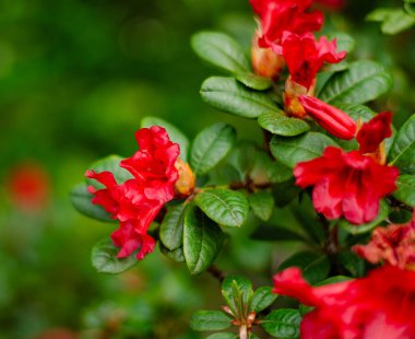 Bulanık arkaplanı olan Almanya 'da güzel yabani çiçekler