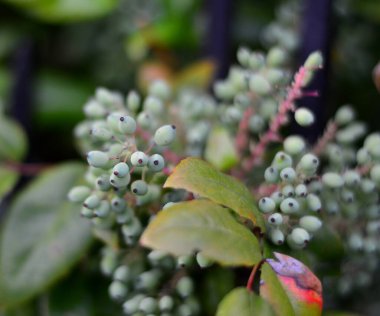 Bulanık arkaplanı olan Almanya 'da güzel yabani çiçekler