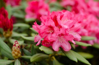 Bulanık arkaplanı olan Almanya 'da güzel yabani çiçekler