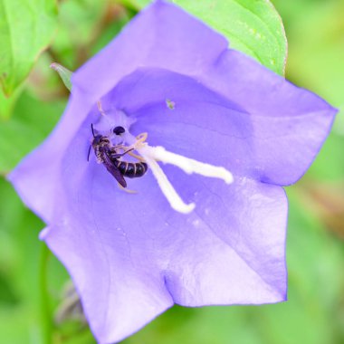 Bir sinek ve diğer böcekler bir çiçeğe oturur.