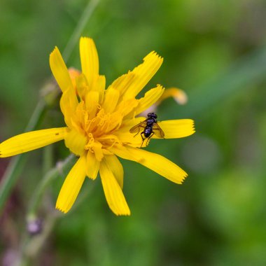Bir sinek ve diğer böcekler bir çiçeğe oturur.