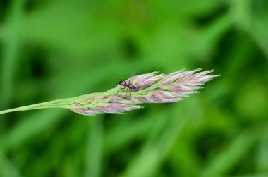 Bir sinek ve diğer böcekler bir çiçeğe oturur.