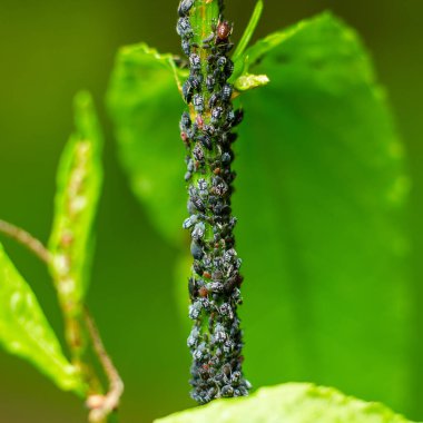 Yaprak bitleri yer ve bitki sapına yakın plan otururlar.