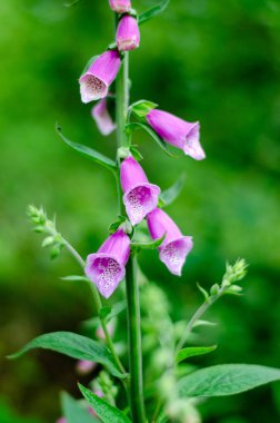 Almanya 'da yazın güzel pembe kır çiçekleri