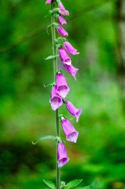 Almanya 'da yazın güzel pembe kır çiçekleri