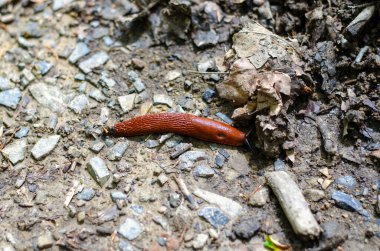 Almanya 'da yerde sürünen bir sümüklüböcek