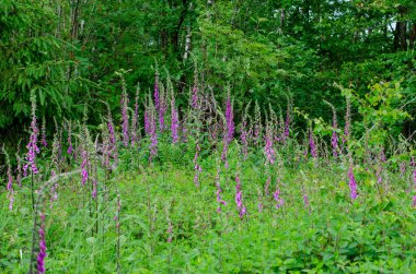 Almanya 'da bir ormanda güzel mor çiçeklerle dolu bir tarla.