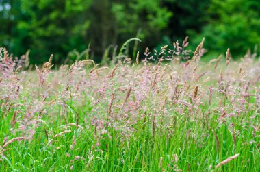 Yazın Almanya 'da bir tarlada çimen
