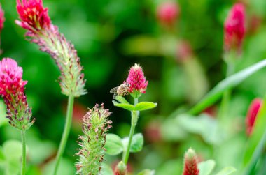 Kırmızı yonca, çiçekte arı.