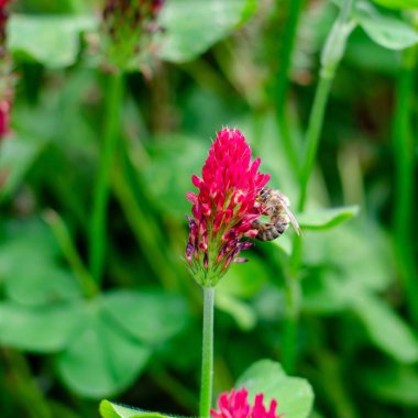 Kırmızı yonca, çiçekte arı.