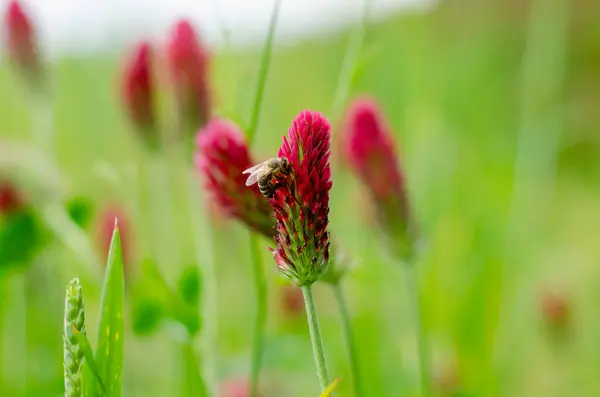 Kırmızı yonca, çiçekte arı.