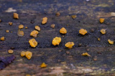 Mantarlar yakın plan bir ağaçta lichens yapar.