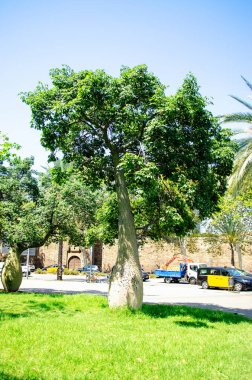 İspanya, Barselona 'da şişe ağacı