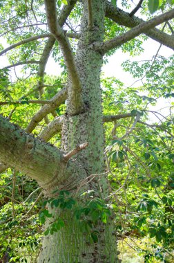 İspanya, Barselona 'da şişe ağacı