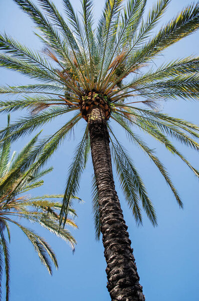 Пальмы в Испании