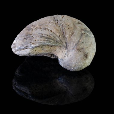 Siyah arkaplandaki mineraller ya da taşlar. Siyah arkaplanda fosiller.