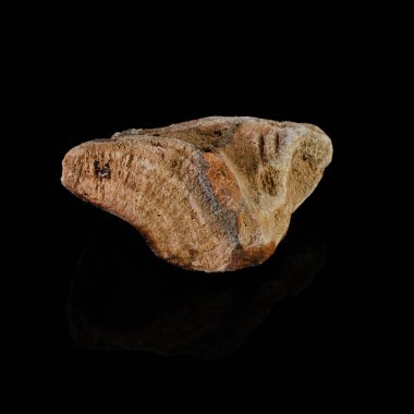 Siyah arkaplandaki mineraller ya da taşlar. Siyah arkaplanda fosiller.