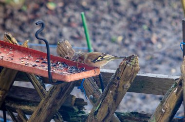 Greenfinch Feeding on Seeds in Backyard Setting clipart