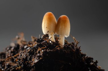Toprakta yetişen küçük mantarların makro çekimi