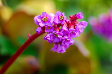 Kırmızı Kök 'te Parlak Pembe Bergenia Çiçekleri
