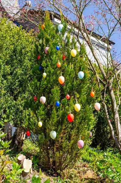 Renkli asılı yumurtalarla süslenmiş Paskalya ağacı