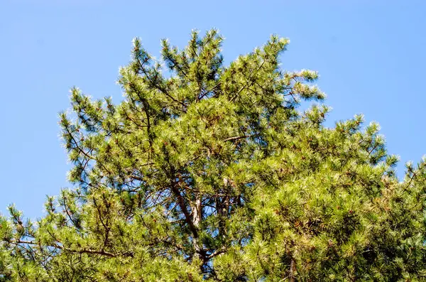 Çam Ağacı Tepesi İzole Mavi Gökyüzü