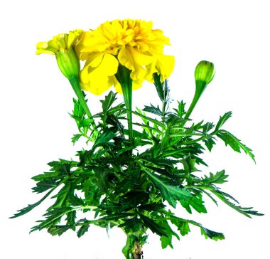 Turuncu Marigold Çiçeği İzole Arkaplanı Kapat