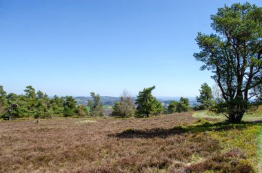 Almanya 'da Spruce ve Pine ormanları. Arka planda mavi bir gökyüzü, çayırlar ve bir yol var..