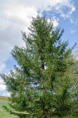 İlkbahar ormanında duran bükülmüş çam ağacı