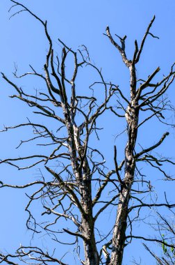Bahar ormanlarında çıplak ağaç dalları mavi gökyüzüne karşı doğal çürümeyi ve doğal yaşam ortamındaki mevsimsel değişimi gösteriyor.