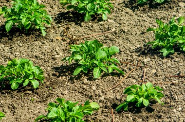 Bahar bahçesi yatağında mevsimlik hasat için sıra sıra büyüyen yeşil patates bitkileri.