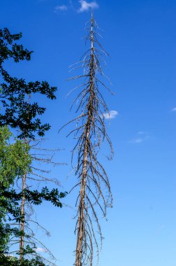 Bahar ormanlarında çıplak ağaç dalları mavi gökyüzüne karşı doğal çürümeyi ve doğal yaşam ortamındaki mevsimsel değişimi gösteriyor.