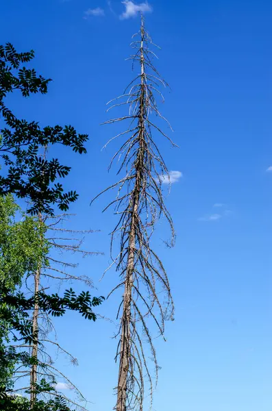 Bahar ormanlarında çıplak ağaç dalları mavi gökyüzüne karşı doğal çürümeyi ve doğal yaşam ortamındaki mevsimsel değişimi gösteriyor.