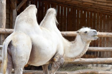 Bactrian deve ahşap muhafaza yaz günü çiftlikte saman çiğniyor