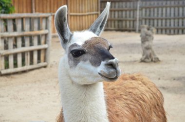 Lama, hayvan gözlemi ve eğitim için yaz günü evcil hayvan çiftliğine yakın çekim yapacak.