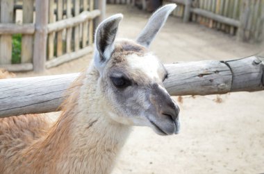 Lama, hayvan gözlemi ve eğitim için yaz günü evcil hayvan çiftliğine yakın çekim yapacak.