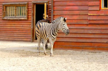 Zebra güneşli bir günde hayvanat bahçesinde ahşap bir ahırın yanında durup saman yiyor.