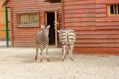 Zebra güneşli bir günde hayvanat bahçesinde ahşap bir ahırın yanında durup saman yiyor.
