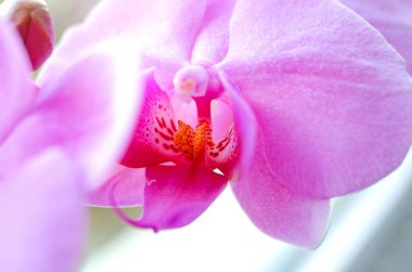 Mor-pembe falanopsis orkide çiçeği botanik tasarım veya çiçek dekorasyonu için yakın plan.